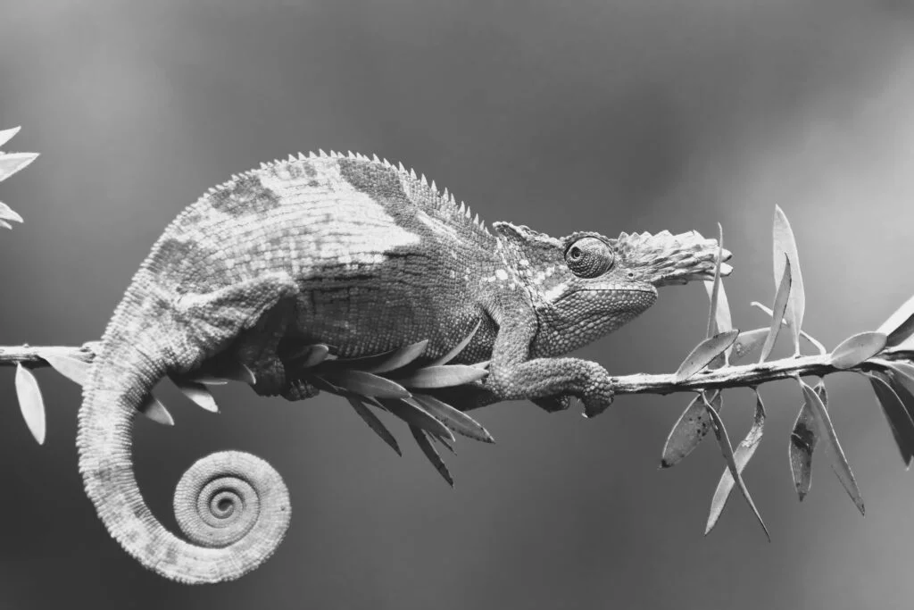 Black and white chameleon on a branch